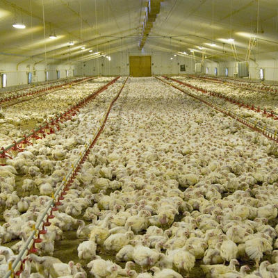 45-65 polli da carne Alimentatore lineare Pollame automatico con tramoggia di alimentazione
