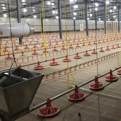 Sistema di alimentazione automatica per polli da carne/allevatore 750w con 1 anno di garanzia