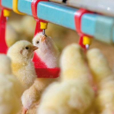 Mangiatoie e abbeveratoi per polli da 330 mm di diametro Tramoggia gavanizzata calda